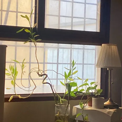 ١٨٤| كلما تحركت كلما زانت