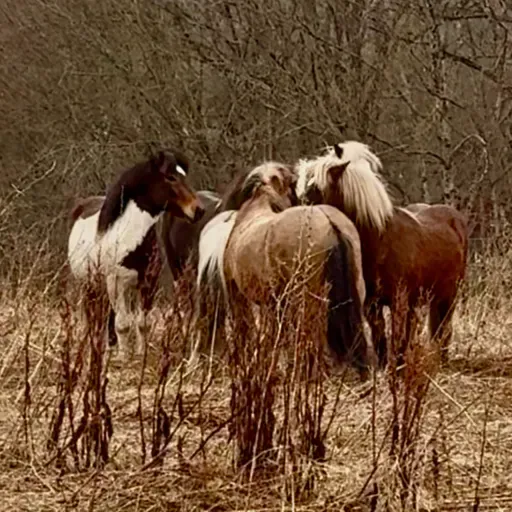 286 - Flokklivets gleder - og utfordringer