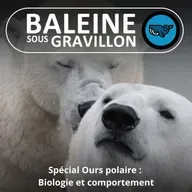 SPÉCIAL OURS POLAIRE 2/3 : Biologie et comportement (Rémy Marion)