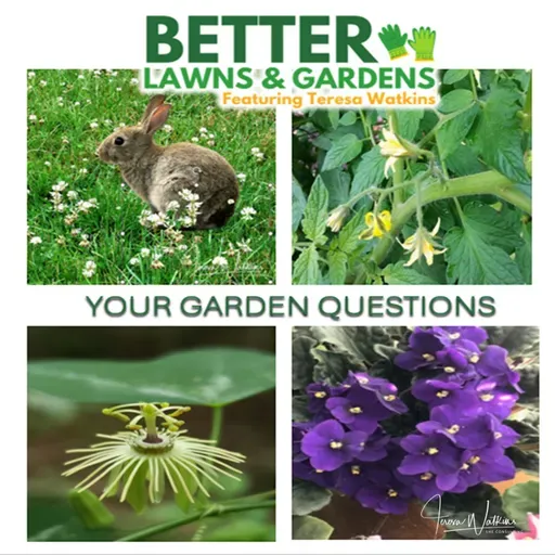 S2 Ep417: Better Lawns and Gardens - Hour 1 Your Garden Questions Jan 10, 2026