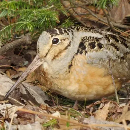 How the Woodcock’s Journeys Connect Us