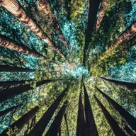 Desenvolvimento sustentável - Vidas terrestres