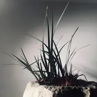 陈道明：做点无用的事儿