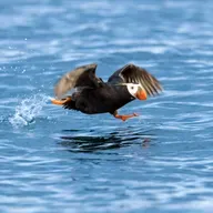 Let BirdNote Immerse You In Soothing Birdsong