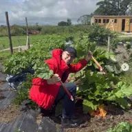 Local Farm Produce