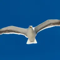 The Gull and the Garbage Truck