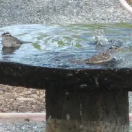 This Newsletter is for the Birds