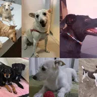 Dia do Vira-Lata: há preconceito com cães sem raça definida?