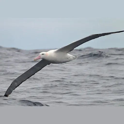 Snowy Albatross Molt