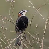 Chestnut-collared Longspur