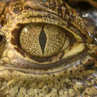 Weinen Tiere vor Schmerz oder Rührung?