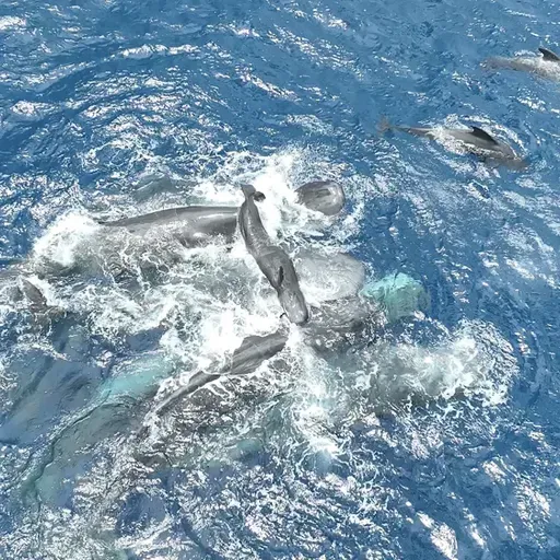 Aldrig filmet før: 11 kaskelothvaler i storfamilie samles om en fødsel