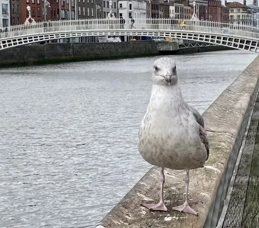 Should Dublin have a Tourist Tax?