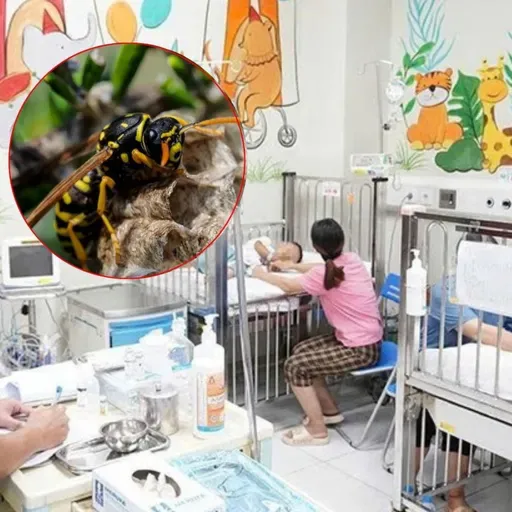 Bé 3 tuổi tử vong, hai trẻ khác nguy kịch vì ong đốt khi lên nương cùng bà