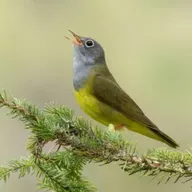 Connecticut Warbler