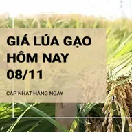 Giá lúa gạo hôm nay 8/11: Giá lúa tăng, giảm trái chiều 100 - 300 đồng/kg; giá gạo tăng 50-100 đồng/kg