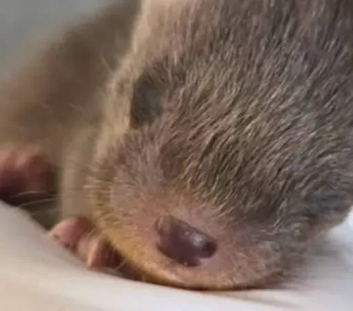 Ireland's first full-time wildlife vet