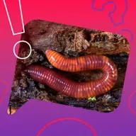 Regenwürmer hassen Regen?