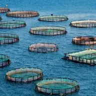 Produtores de pescado protestam contra inclusão da tilápia como espécie invasora