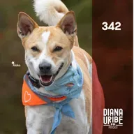 Historia de los Perros II: Huellas en la Historia Humana