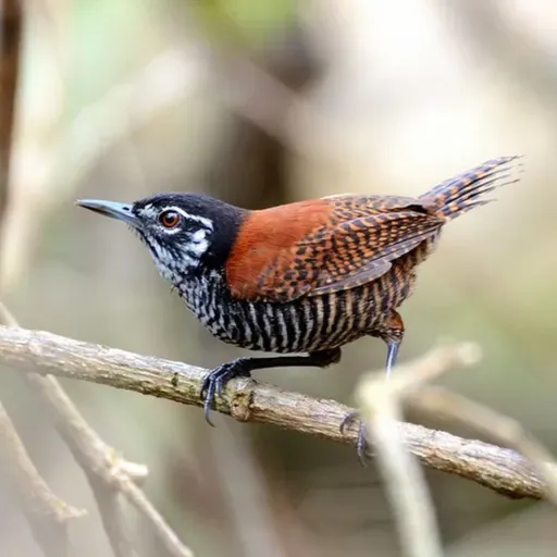 Female Birds Sing in the Tropics