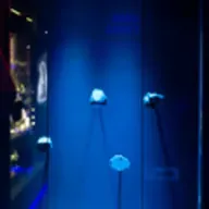 Meteorites 
