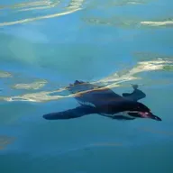 Why Are There Flightless Birds?