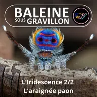 S07E139 Faire "-scence" : Iridescence 2/2, la "choré" de l'Araignée-Paon