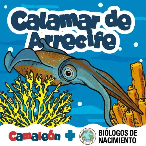 Calamar de Arrecife: El lenguaje de los colores