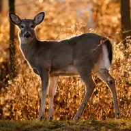 Nursing degree loses ‘professional’ status, Decline in deer hunters, How to simplify Thanksgiving