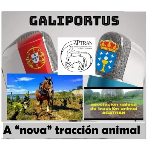 GLP T3X11 / A "nova" tracción animal- Actualidade