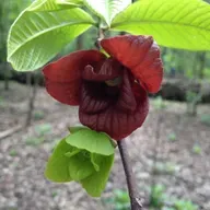 Ep. 550 - For the Love of Flowers (feat. Sam Tallent)