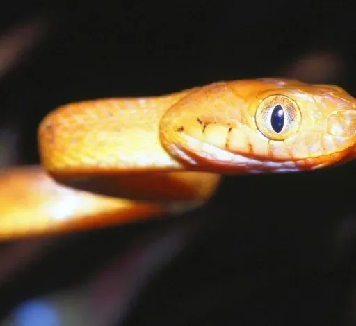 Ep. 79 - The Brown Tree Snake on Guam: Using Genetics to Unlock the Secrets of an Invasive Species