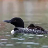Birds Move from Fresh to Salt Water