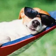 Férias com os Pets