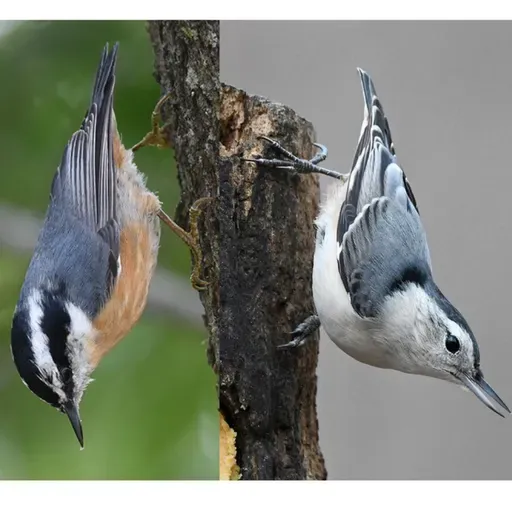 Clever Nuthatches