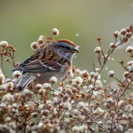 American Tree Sparrow