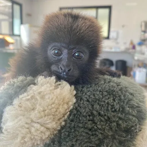 Zoológicos usam pelúcias para acalmar animais que sofrem rejeição após nascimento
