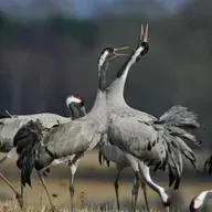 Cranes' Voices Across the Globe