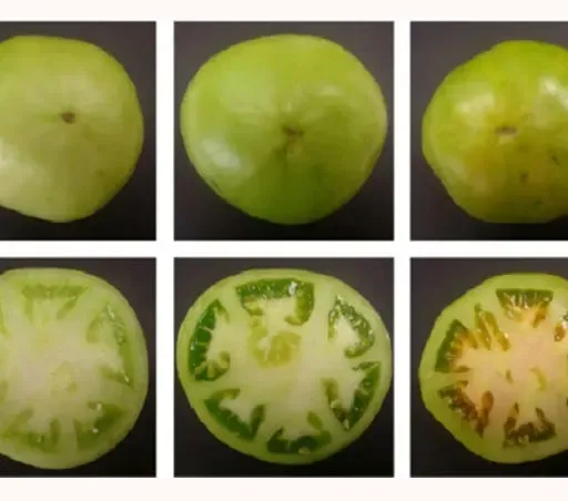 What Exactly is a Grocery Store "Vine-Ripened" Tomato?