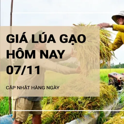 Giá lúa gạo hôm nay 7/11: Giá lúa tăng 300 đồng/kg; giá gạo giảm 50 - 100 đồng/kg