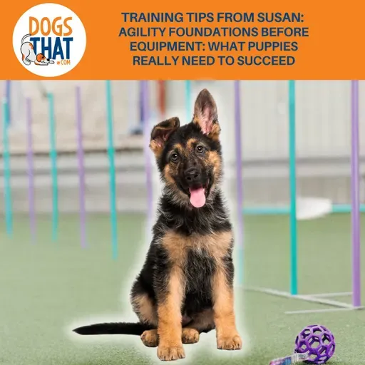 Training Tips From Susan: Agility Foundations Before Equipment: What Puppies Really Need To Succeed
