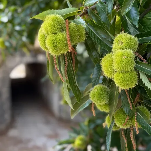 Camiñar polo outono.