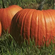 Morning Hack  10/10/2025   Carve Out A Big Pumpkin For A Way To Hold Candy!