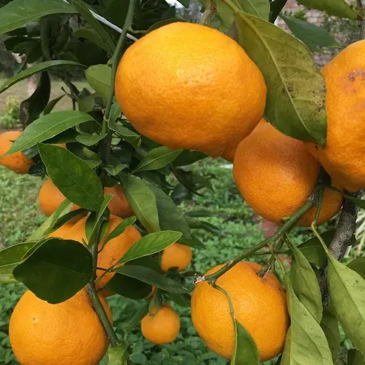 Florida farms during the freeze with Josh Jamison and Raleigh Barnes