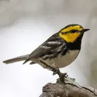 Golden-Cheeked Warbler