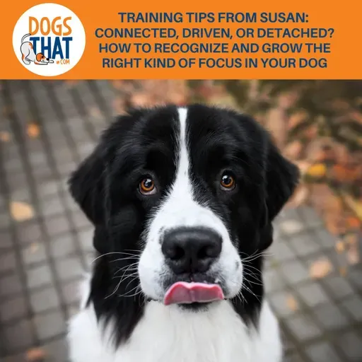 Training Tips From Susan: Connected, Driven, Or Detached? How To Recognize And Grow The Right Kind Of Focus In Your Dog