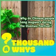 Why do Chinese people hang Chinese mugwort during the Duanwu Festival?