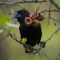 Darwin's Birds