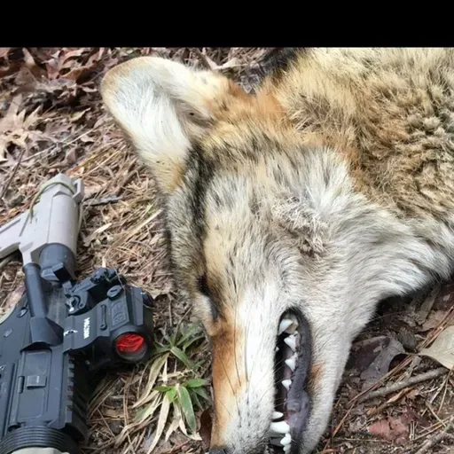 Hunting with an A.R.-15 My Thoughts - Tac Reload